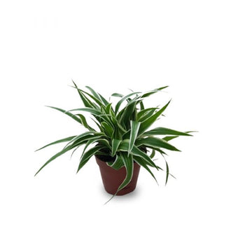 Spider Plant Ocean